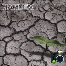 Harlem - Przebudzenie